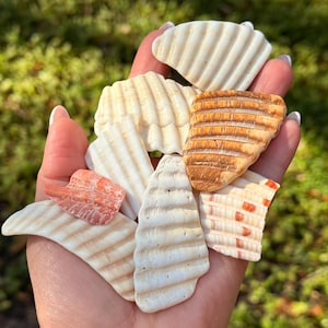 Może przedstawiać: Garść różnych muszli w odcieniach bieli, kremu, pomarańczy i brązu. Muszle mają różne faktury, w tym grzbiety i gładkie powierzchnie. Tło to rozmyta zielona trawa.