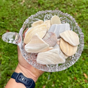 14 Tumbled seashell fragments, Natural Seashell Tiles. Cream color shells from Florida Beaches. Sizes 1 3/4 to 2 3/4 inches (longer side)