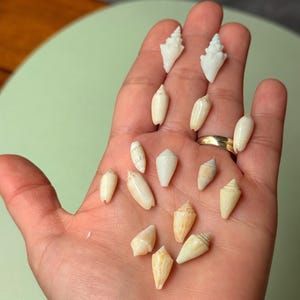 15 små strandsnäcksskalmix – Oliv-, duv- och cerithsnäckor – Florida Shell Collection – Minisnäckskal för smycken, hantverk och havsdekorationer