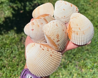 Giant Heart Cockle Shell, prachtige zeeschelp van de stranden van Florida. Pakketten van 1 of 5 schelpen. Maten 2 1/2 tot 2 7/8 inch.