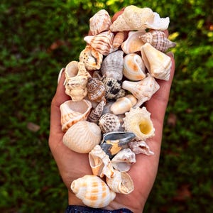 May include: A handful of assorted seashells in various shapes, sizes, and colors, including white, tan, and brown. The shells are held in an open hand, with a dark blue watch band visible on the wrist. The background is a blurred green.