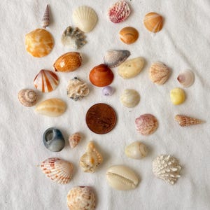 Op de afbeelding: Een verzameling verschillende schelpen in tinten oranje, wit en bruin, verspreid op een witte ondergrond. De schelpen variëren in grootte en vorm, waaronder conch-, sint-jakobsschelp- en spiraalvormen. Een cent wordt meegeleverd ter referentie.