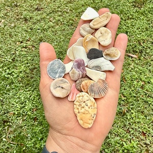 20 piccoli frammenti di conchiglie, piastrelle di conchiglie naturali. Conchiglie di colori misti dalle spiagge della Florida. Dimensioni da 5/8 a 1 3/8 pollici (lato più lungo)