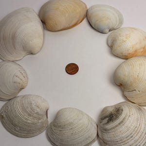May include: A collection of eight off-white and tan bivalve seashells arranged in a circular pattern around a single copper-colored United States one-cent coin, which serves as a scale reference for the size of the shells.