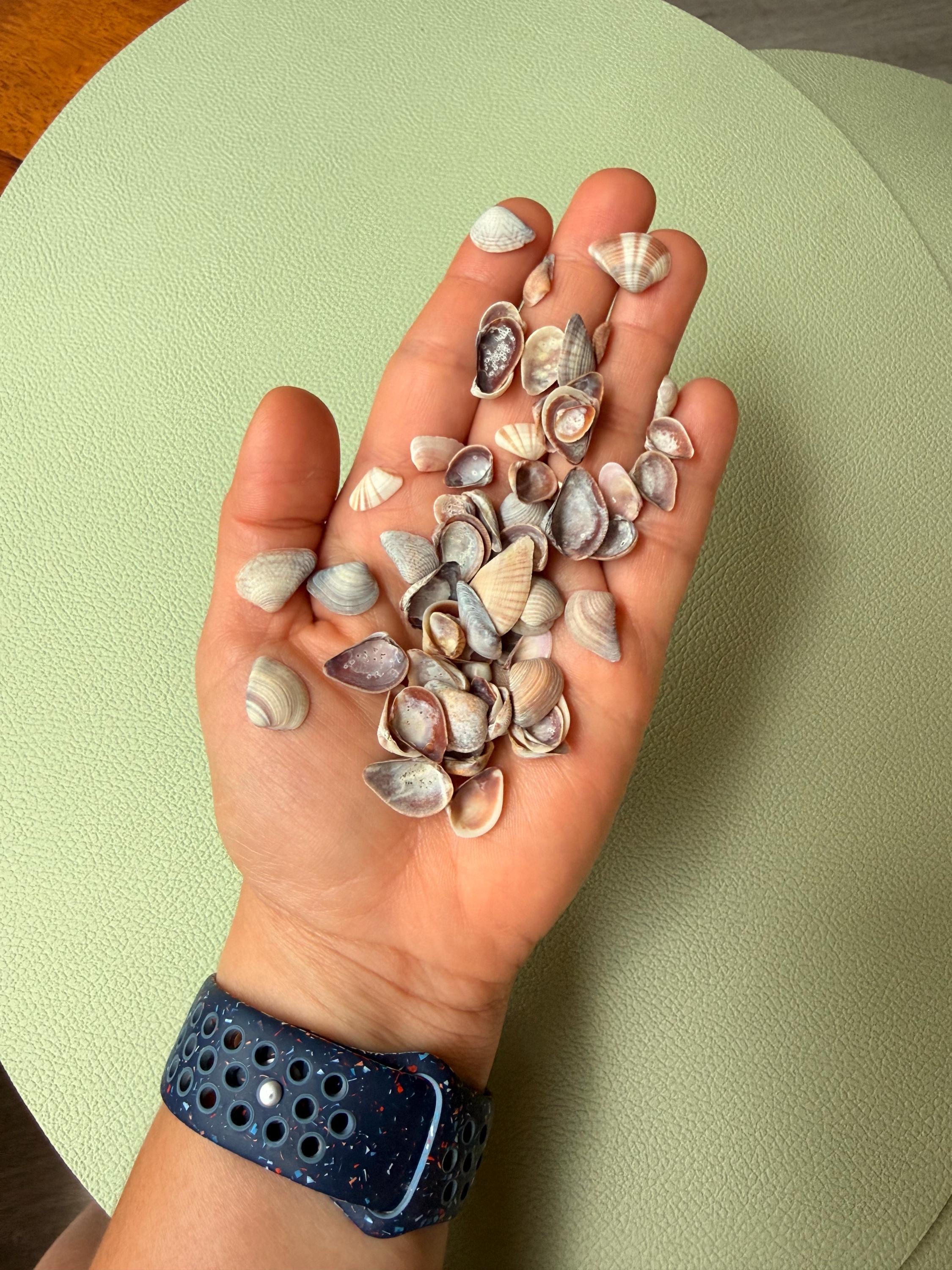 60 Coquina Shells Form Florida Beaches, Tiny Coquina. Natural Mini ...