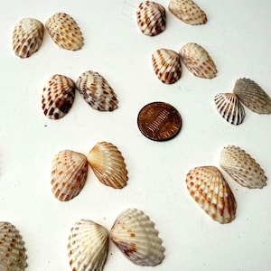 Könnte beinhalten: Eine Sammlung kleiner, gerippter Muscheln mit braun-weißen Mustern, die paarweise angeordnet sind, begleitet von einer kupferfarbenen Ein-Cent-Münze aus den USA als Maßstab, um einen klaren visuellen Größenvergleich der Muscheln zu ermöglichen.