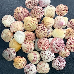 May include: A collection of various seashells in shades of white, yellow, and burgundy. The shells are arranged on a dark blue surface, showcasing their natural textures and patterns. Ideal for beach-themed decor or crafts.