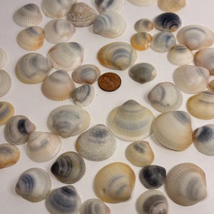 Puede incluir: Una colección de varias conchas marinas pequeñas y estriadas en tonos blancos, grises y bronceados, esparcidas sobre una superficie lisa. Una moneda de cobre de los Estados Unidos está colocada cerca del centro para dar una idea de la escala.