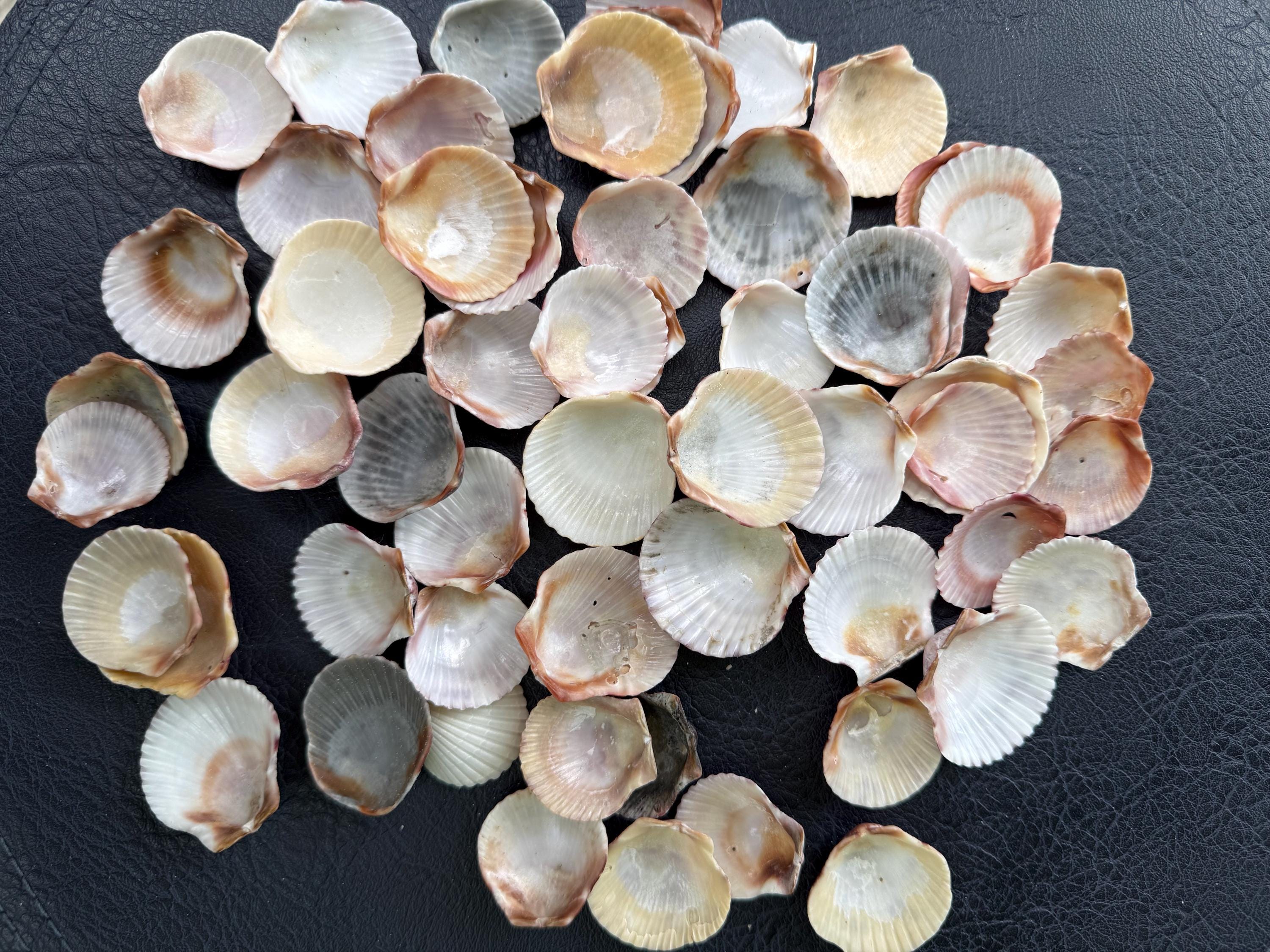 Vibrant Calico Scallop Shells, Colored Calico Pectin Seashells From ...