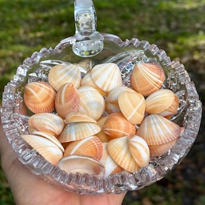 May include: A glass bowl filled with small, white and orange seashells. The shells are arranged in a random pattern and have a natural, organic look.