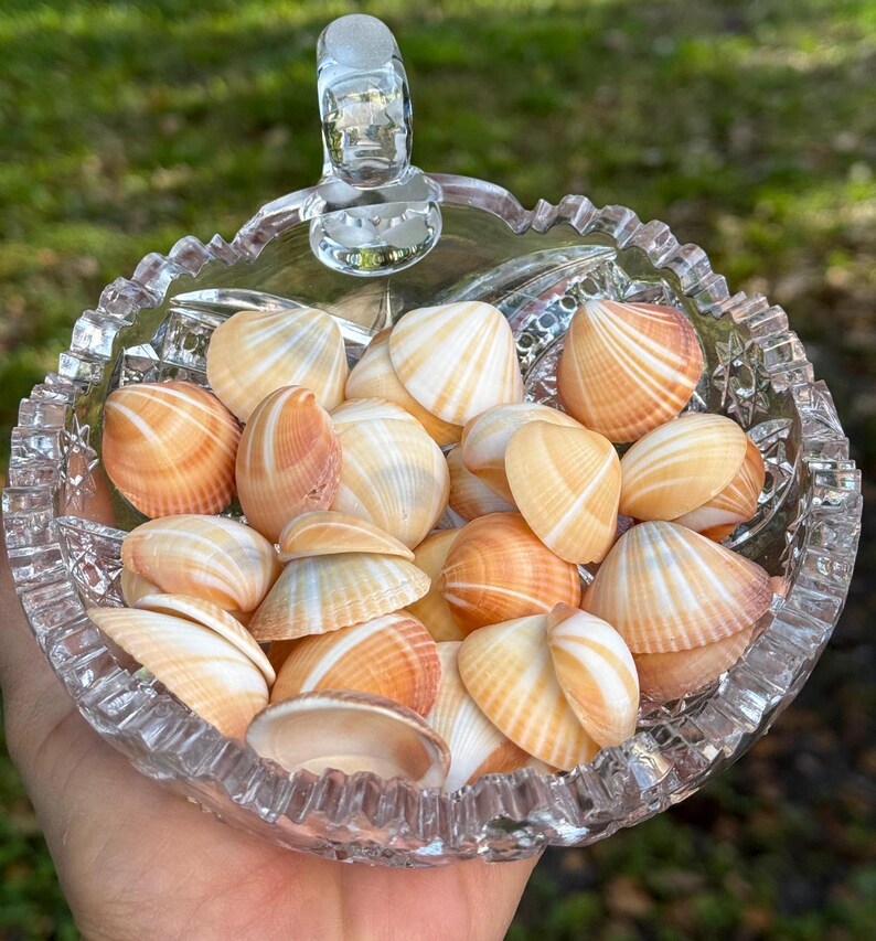 May include: A glass bowl filled with small, white and orange seashells. The shells are arranged in a random pattern and have a natural, organic look.