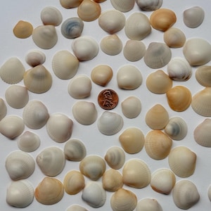 May include: A collection of seashells in various sizes and shades of white, cream, and tan. A U.S. penny is included for size reference. The shells are arranged on a white surface, showcasing their natural textures and shapes.
