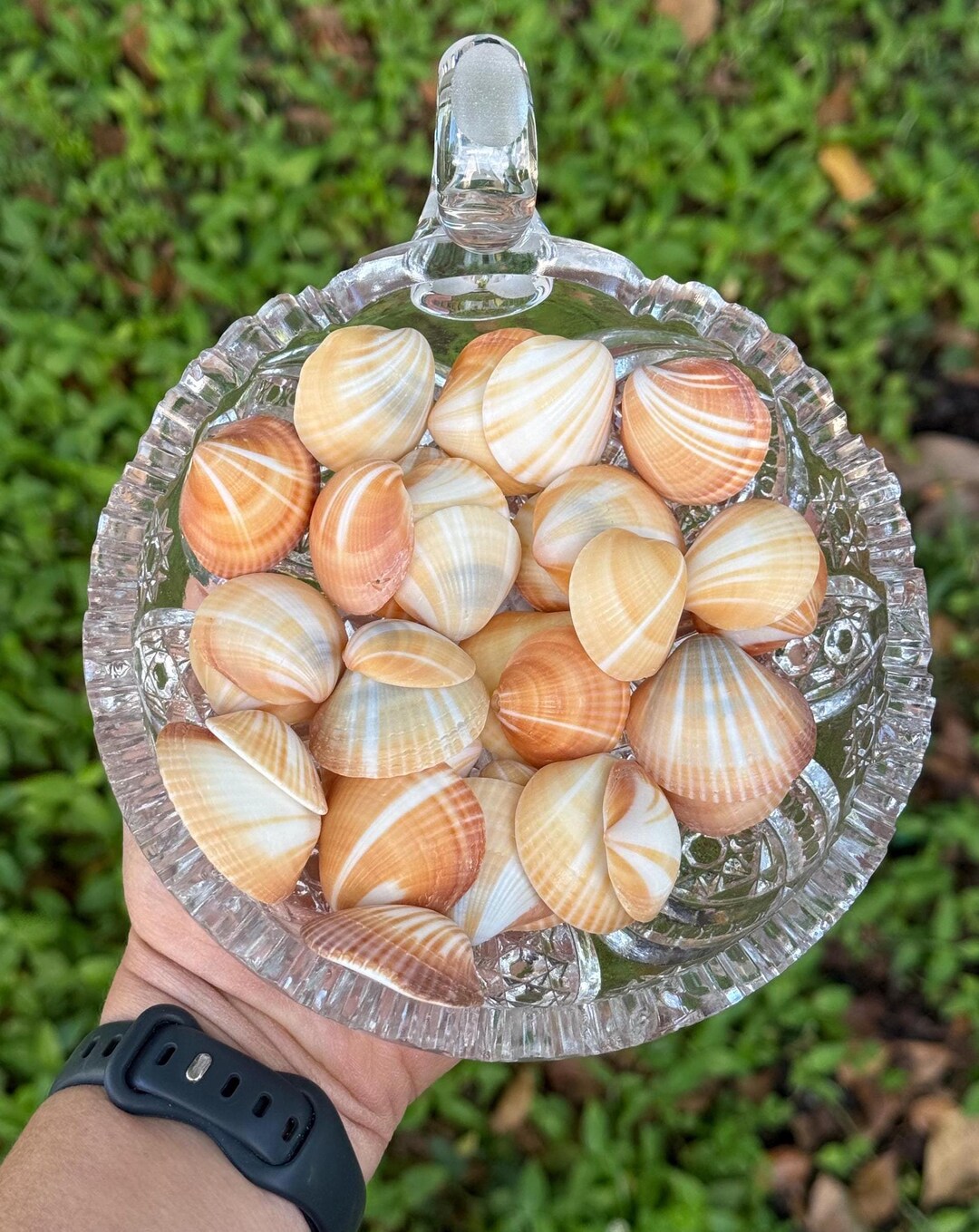 25 Large Sunburst Shells, Gorgeous Spectral Bittersweet Seashells From ...