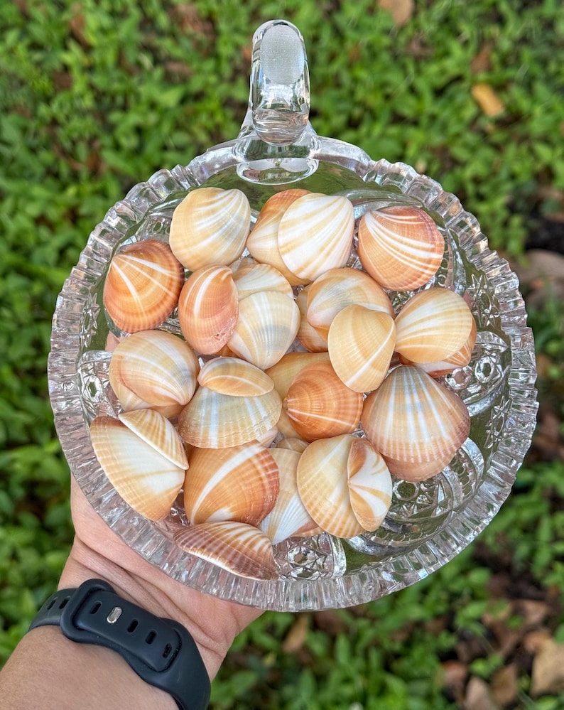 May include: A glass bowl filled with a collection of small, white and orange seashells. The shells have a natural, organic texture and are arranged in a random pattern.