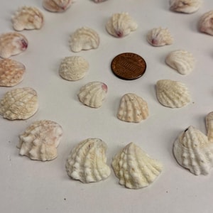 Könnte beinhalten: Eine Ansammlung kleiner, cremefarbener und hellbrauner gerippter Muscheln, die kreisförmig um eine einzelne kupferfarbene Münze angeordnet sind, welche als Größenvergleich für die einzelnen Muscheln in der Anordnung dient.