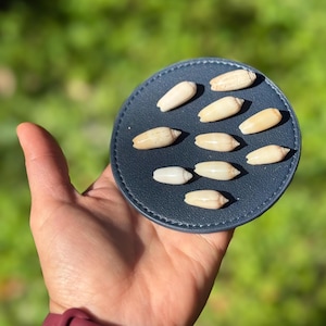 Lettered Olive Shells - Set of 10 Tiny Florida Seashells (Under 1 inch)