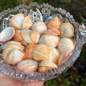 May include: A bowl filled with a collection of small, white and brown seashells. The shells have a variety of shapes and sizes, and some have a slight pink hue.