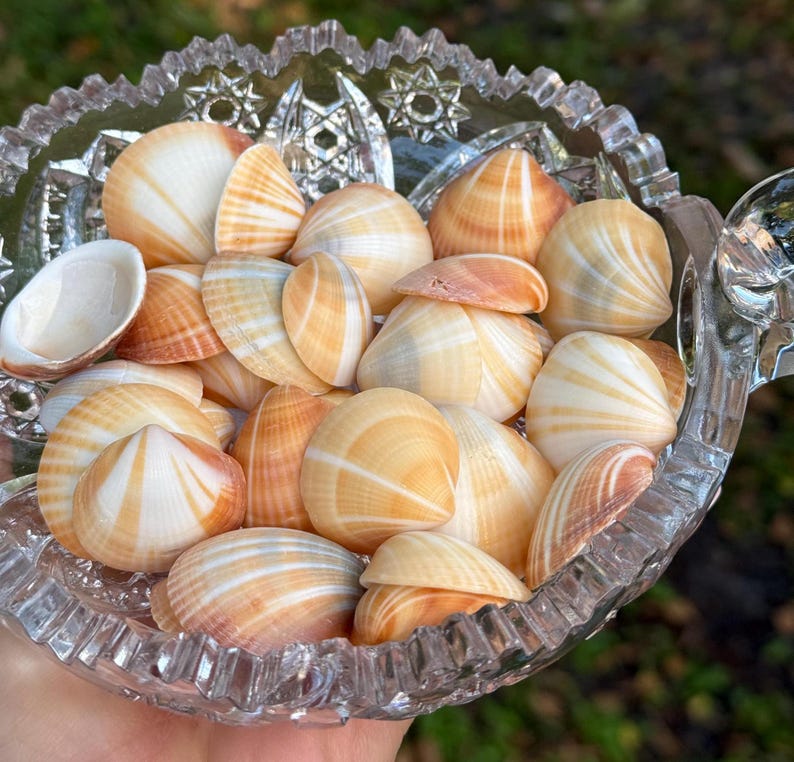 May include: A bowl filled with a collection of small, white and brown seashells. The shells have a variety of shapes and sizes, and some have a slight pink hue.