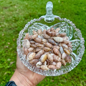 Könnte beinhalten: Eine Glasschüssel mit Henkel, gefüllt mit kleinen, braunen und weißen Muscheln. Die Schüssel liegt auf einer Hand, die einen schwarzen Fitness-Tracker trägt.