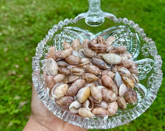 15 Bubble shells, Rare bullet bubble seashels with mixed colors from Florida Beaches. Sizes 5/8 inch to 1 1/8 inches