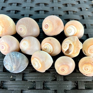 Bellissime conchiglie Shark Eye dalle spiagge della Florida. Confezioni da 3, 6 o 13 conchiglie Moonsnail. Conchiglia media. Dimensioni da 1 1/4 a 1 5/8 pollici