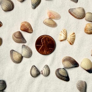 Op de afbeelding: Een verzameling kleine schelpen in verschillende vormen en kleuren, waaronder bruin, grijs en beige, verspreid op een wit oppervlak. Een Amerikaanse penny is inbegrepen ter referentie.