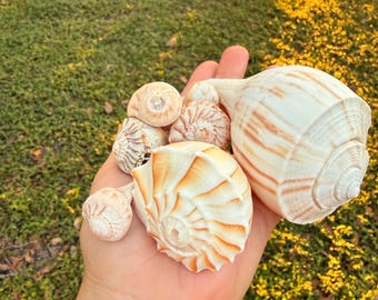 左巻きツブ貝の貝殻～2～3インチ/3～4インチ～工芸/ジュエリー用貝殻
