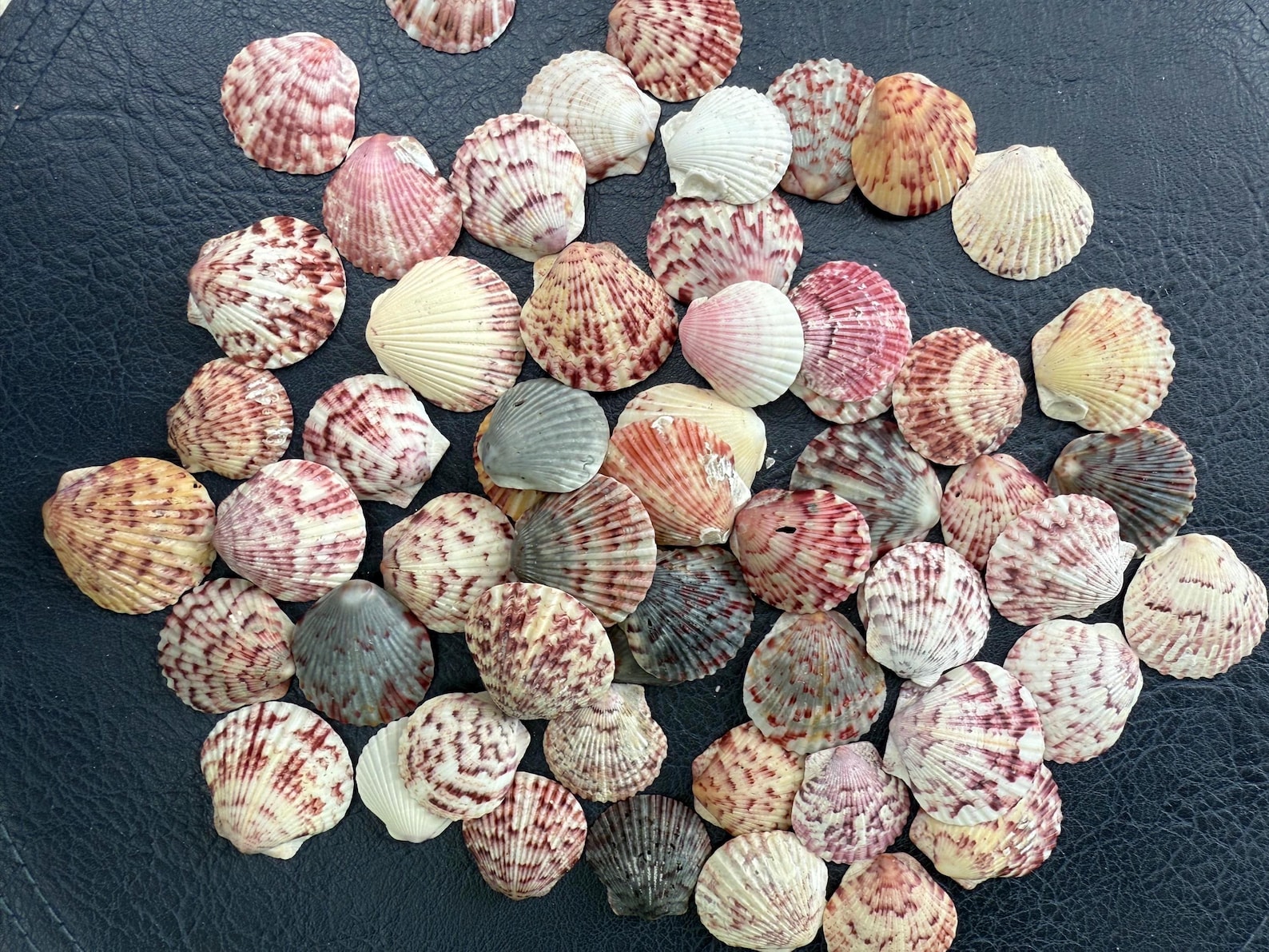 Vibrant Calico Scallop Shells, Colored Calico Pectin Seashells From ...