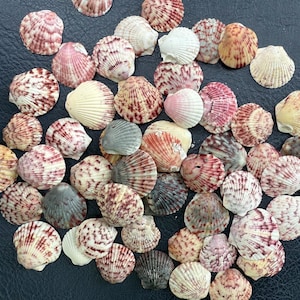 May include: A collection of various seashells in shades of white, pink, brown, and gray. The shells are of different sizes and shapes, with textured surfaces and intricate patterns. The shells are scattered on a dark blue surface.