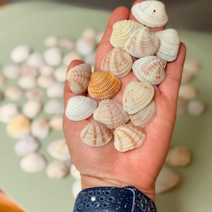 May include: A handful of small seashells in various colors, including white, tan, and orange. The shells are held in a hand, with more shells scattered in the background. A blue watch band is visible on the wrist.