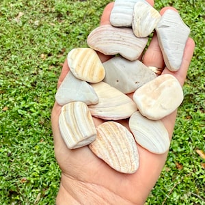18 Tumbled seashell fragments, Natural Seashell Tiles. Cream/Grey color shells from Florida Beaches. Sizes 1 to 2 1/8 inches (longer side)