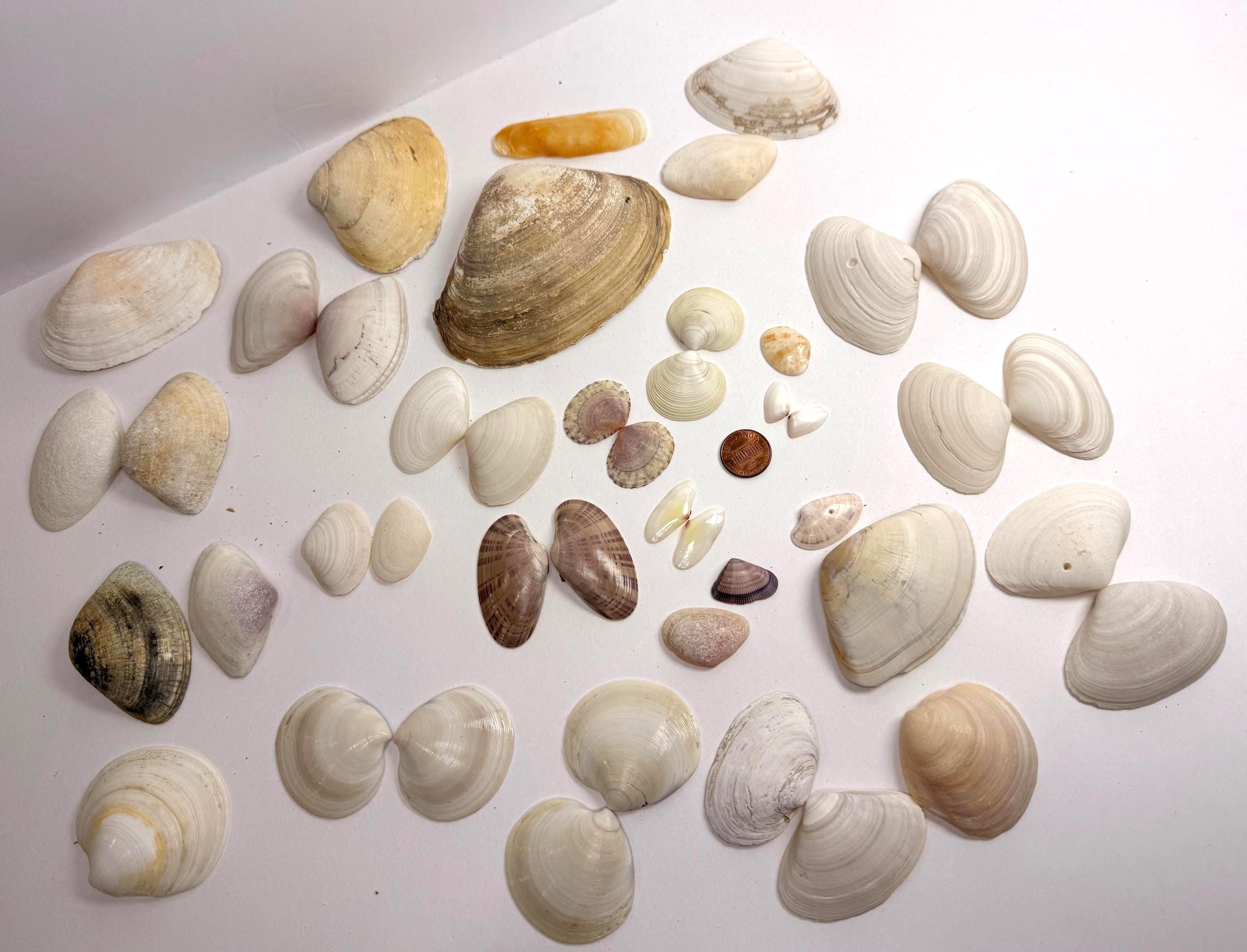 Bivalve Seashells - Etsy