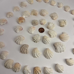Könnte beinhalten: Eine Sammlung kleiner, cremeweißer, gerippter Muscheln, die in einem Spiralmuster auf einer glatten Oberfläche angeordnet sind. Ein einzelner kupferfarbener US-Penny befindet sich nahe der Mitte der Spirale, um die Größe der Muscheln zu verdeutlichen.
