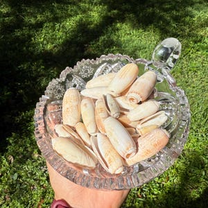 Beautiful Assorted Lettered Olive Shells with Defects from Florida Beaches. Sets of 5, 10 or 20 shells. Sizes from 1 inch to 2 1/2 inches