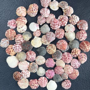 Lovely Calico Scallop shells, Colored Small Calico Pectin shells from Florida Beaches. 10 shells per pack. Sizes 7/8 to 1 1/8 inches