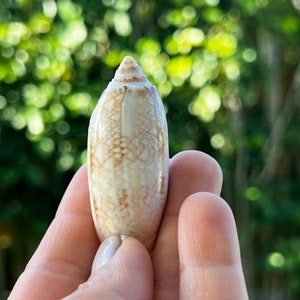 Charming Lettered Olive Shells From Florida Beaches. Oliva Sayana ...