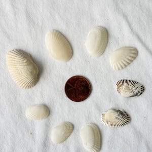 May include: An assortment of seashells in various shapes and sizes, arranged around a copper penny. The shells are primarily off-white, with some featuring dark brown and black markings. The shells are on a white fabric surface.