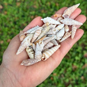 Bellissime conchiglie Auger Cone, misure miste dalle spiagge della Florida. Confezione da 10 conchiglie. Misure da 7/8 pollici a 1 5/8 pollici