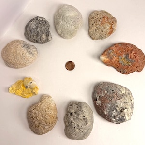Florida Juvelskrin Snäckor & Taggiga Ostron Parti med 9, Naturliga Strandsamlade Snäckskalspremier, Sällsynta Snäckor för Samlare