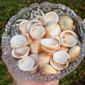 May include: A bowl filled with a variety of small, white and brown seashells. The shells are arranged in a random pattern and are all different shapes and sizes.