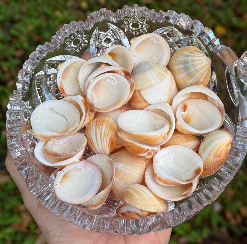 May include: A bowl filled with a variety of small, white and brown seashells. The shells are arranged in a random pattern and are all different shapes and sizes.