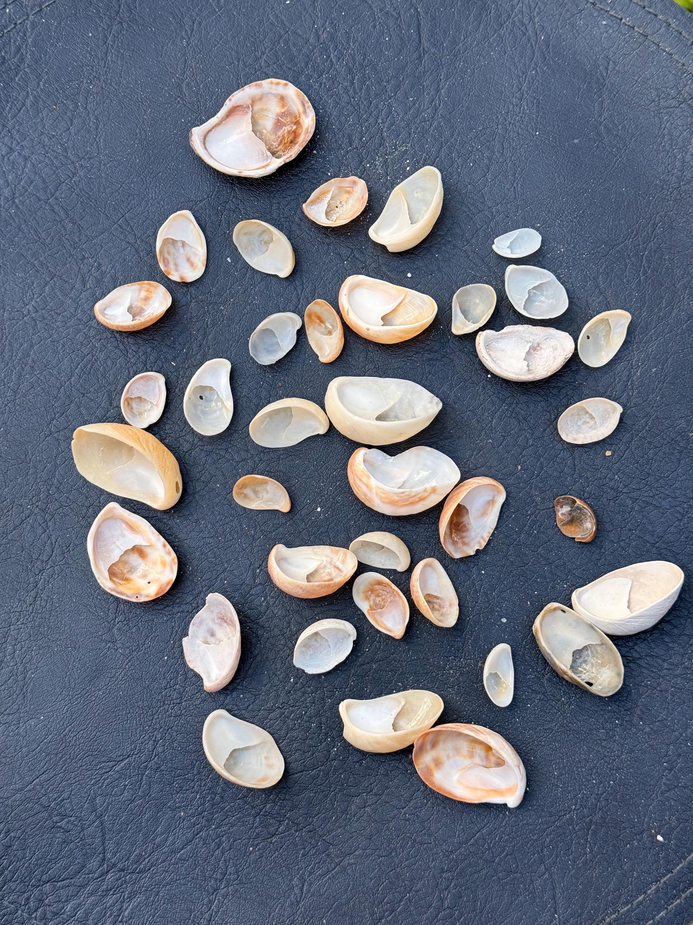 Slipper Shell Hs Code Slipper Shells From Florida Beaches Pack of 40 Shells. Craft Supplies ...