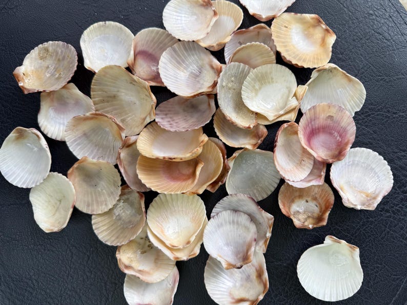 Stunning Calico Scallop Shells, Large Calico Seashells Mixed Colors ...