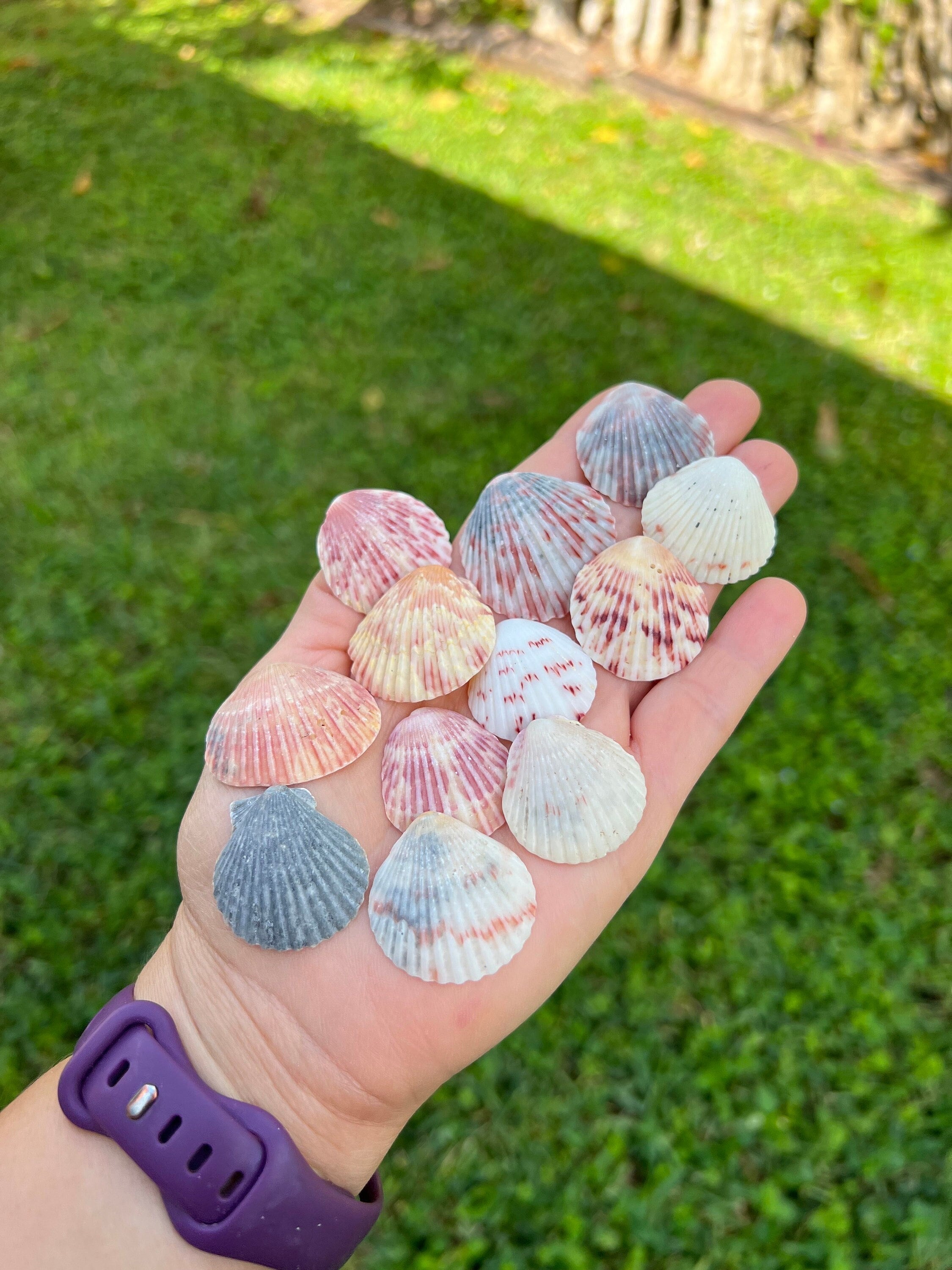 Vibrant Calico Scallop Shells, Colored Calico Pectin Seashells From ...