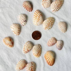May include: A collection of various seashells, showcasing a range of sizes and patterns. The shells display a mix of colors, including cream, tan, and brown, with ribbed textures. A penny is included for size reference. The shells are arranged on a white surface.