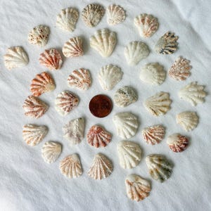 May include: A collection of small, white seashells with brown and orange accents, arranged on a white surface. A penny is included for size reference. The shells vary in shape and size, with a fan-like appearance.