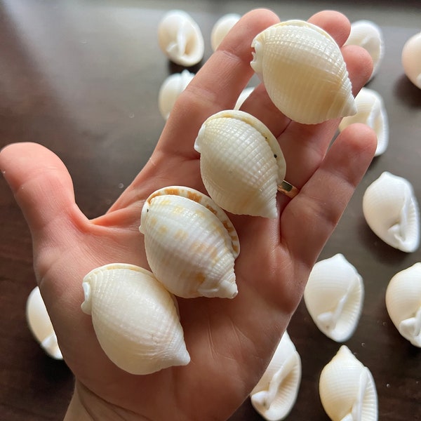 Assorted Seashells - Etsy
