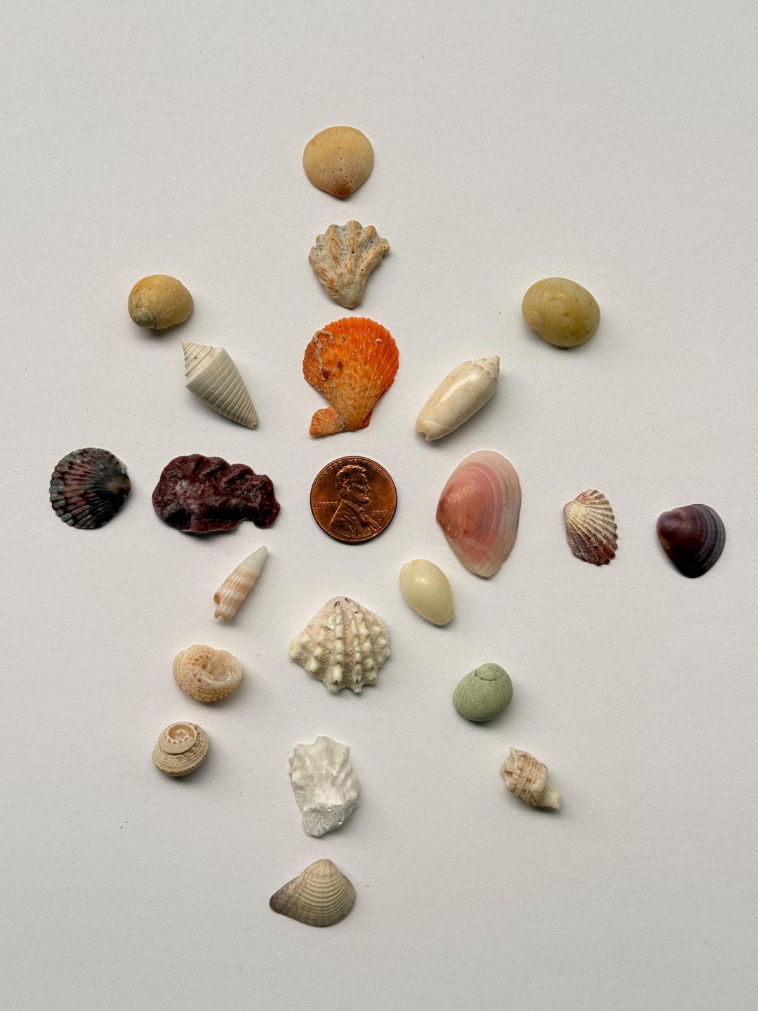 20 Small Sea Shell Mix | Tiny Beach Shells for Crafts, Jewelry & Decor ...