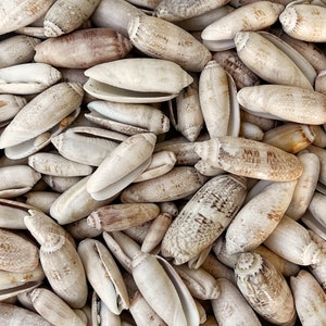 Beautiful Lettered Olive Shells from Florida Beaches. Packages of 5, 10, 20 or 40 shells - Sizes 1 to 1 3/4 inch