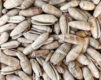 Beautiful Lettered Olive Shells from Florida Beaches. 5 or 10 shells per pack - Sizes 2 1/8 to 2 1/2 inches